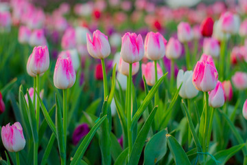 White Tulip