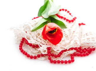 red tulips on white background