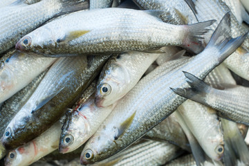 Fresh fish at seafood market