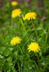 Yellow dandelions  in a garden field
