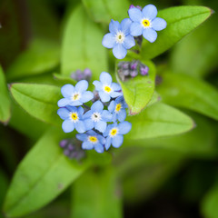 Obraz na płótnie Canvas Close-up on a little blue forget me not flower