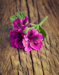 Lovely pink geranium on a vintage wood background