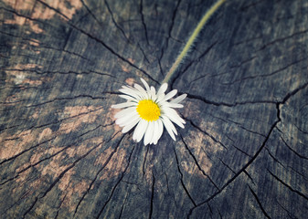 Obraz premium A daisy freshly ripped from the garden on a vintage wood trunk b