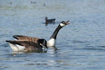 Canada Goose, Branta canadensis