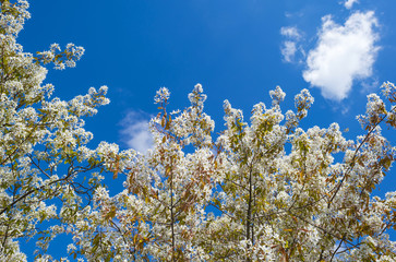 Blossoming tree in spring under a blue sky