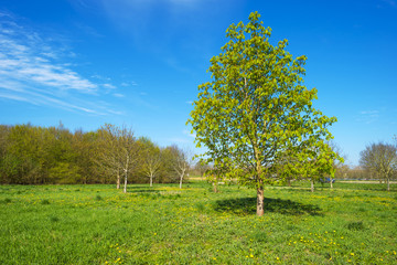Chestnut in a sunny field in spring