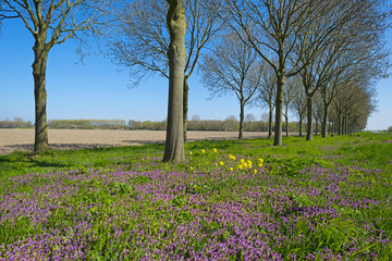 Naklejka premium Purple wildflowers under trees in spring