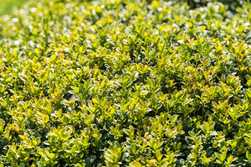 Fresh Laurel Bush Leaves In Spring