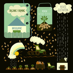 Naklejka premium Potato cultivation, infographics.