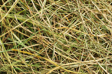 fresh straw background
