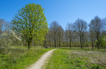 Fototapeta na wymiar Chestnut along a footpath in spring under a blue sky