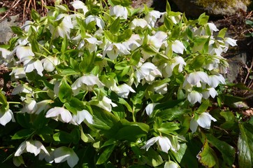 Rhododendron weiß blühend