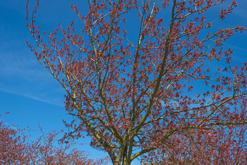 Blossoming tree in spring under a blue sky