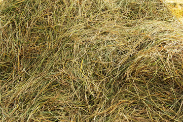 Fototapeta premium fresh straw background