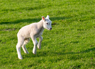 Gambolling lamb