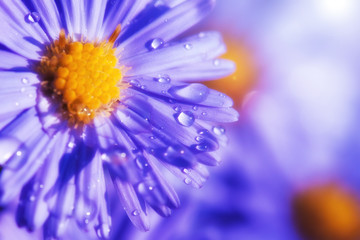 Fototapeta premium Aster flowers