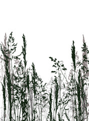 Vector silhouette of grass on the background
