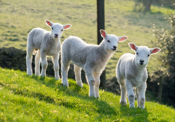 Naklejka na ściany i meble Spring lambs
