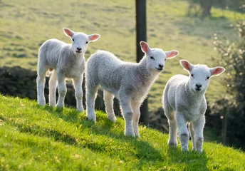 Papier Peint photo Lavable Moutons Agneaux de printemps