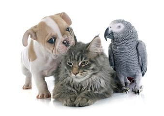 Naklejka premium parrot, puppy and cat