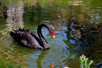 Amazing black swan looking at its reflection