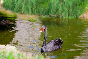 Fototapeta premium Black swan on the pond