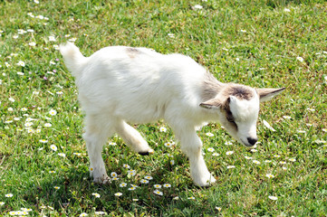 Obraz premium Pretty little white kid goat