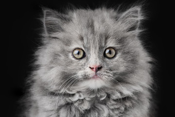 Portrait of little cat isolated on black background