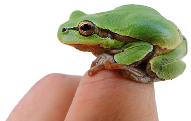Green tree frog on the hand human