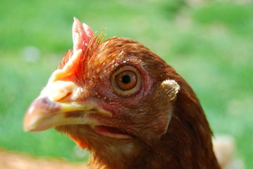 Free-Range Bantam Chicken at Farm