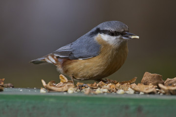 Close bird