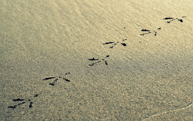 Fototapeta na wymiar Birds footprints.