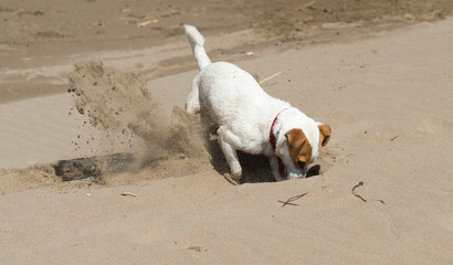 Chien, Jack Russel sur la plage