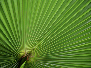 Fototapeta premium Fächerpalme - fan palm leaf