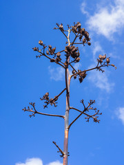 Vertrockneter Blütenstand einer Agave vor blauem Himmel