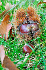 Ch&acirc;taignes tomb&eacute;es de l'arbe dans leur &eacute;corse