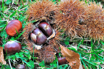 Ch&acirc;taignes au sol