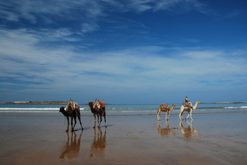 Fototapeta na wymiar Dromadaires sur la plage