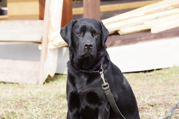 Portrait of a black dog.