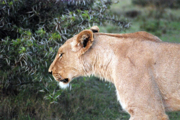 Obraz na płótnie Canvas female lion