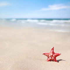 starfish on the beach