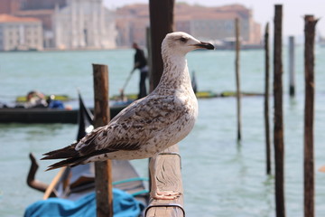 La mouette et le gondolier