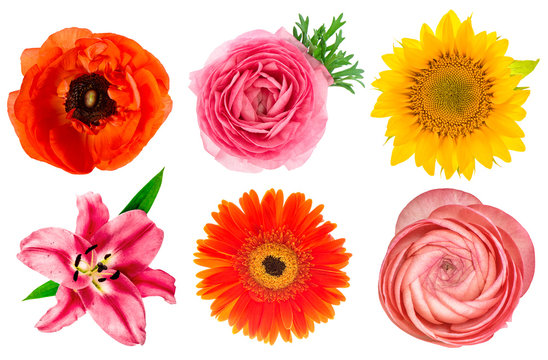 Single flower heads. Lily, ranunculus, sunflower, gerber, anemon