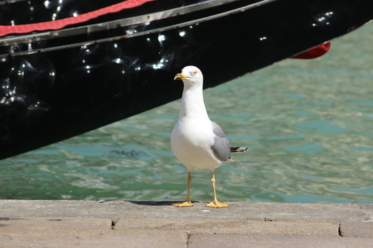 Mouette &agrave; Venise