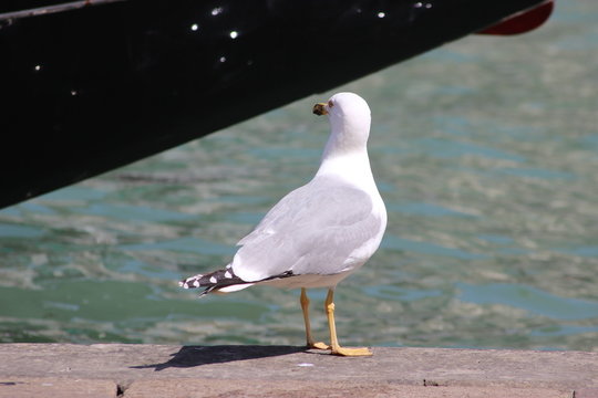 Mouette qui regarde les bateaux &agrave; Venise