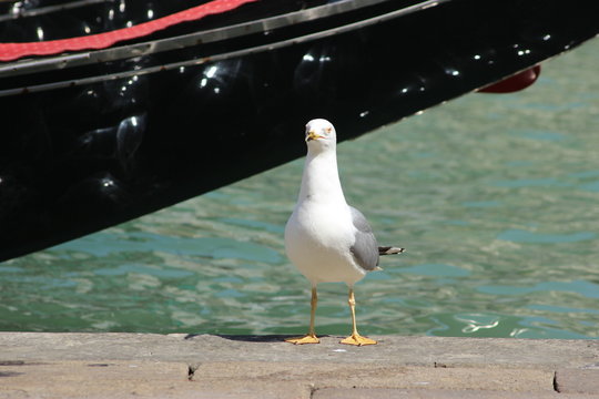 Mouette v&eacute;ntienne