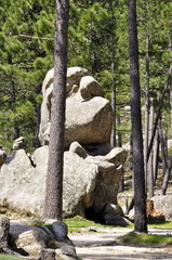 Forêt de l'Ospedale, Corse