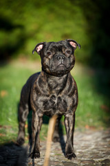 Female english staffordshire bull terrier