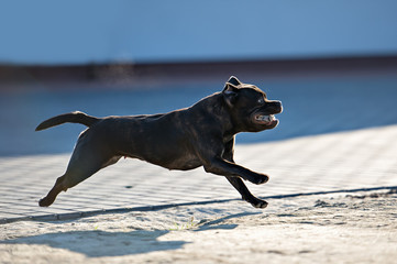 English staffordshire bull terrier running