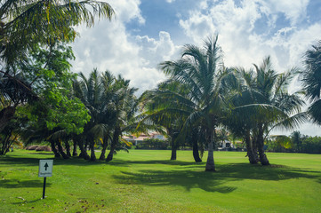 Golf course in Dominican republic. field of grass and coconut